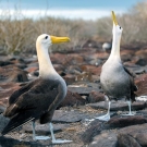 Waved Albatross on the island of Espanola displaying courtship behavior. (© Andreas Krueger/UNESCO)