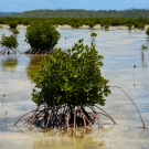 Red mangroves of Vava'u.