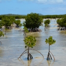 Mangroves near Koloa community in Vava'u.