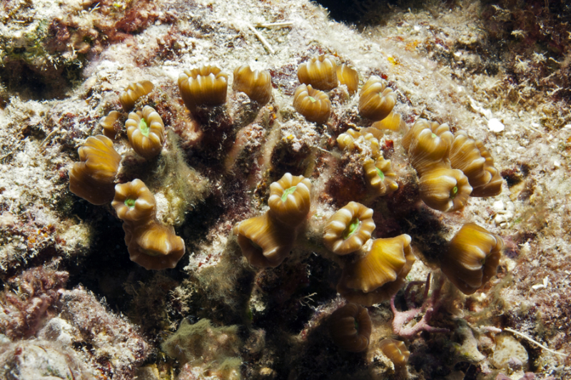 Caulastrea coral