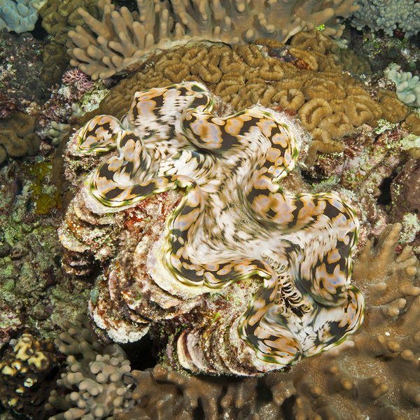 Giant clam, Tridacna maxima