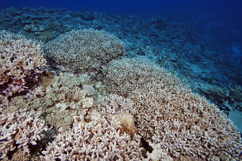 Large Acroporid corals