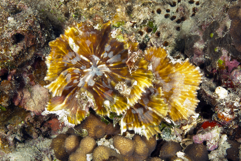 Pectinia coral