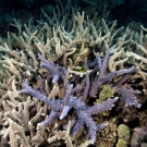 Acroporid corals