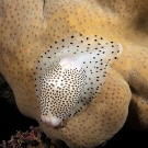 Black Spotted Egg Cowrie