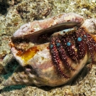 Blue Knee Hermit Crab