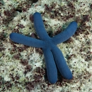 Blue Sea Star