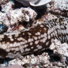 Sea Cucumber