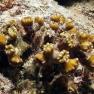 Caulastrea coral