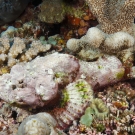 Devil Scorpionfish