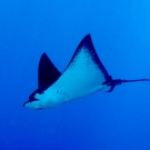 Spotted eagle ray