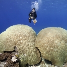 Science team member posing over Porites coral heads.