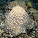 Favites Coral