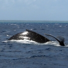 Humpback Whale