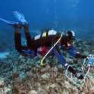 João Monteiro using a pan fluorometer to study the coral photosynthetic efficiency.