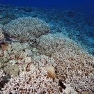 Large Acroporid corals