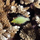 Longnose Filefish