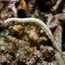 Network Pipefish