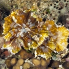 Pectinia coral