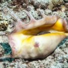 Spider Conch