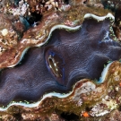 Giant Clam