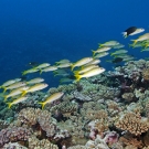 Yellowfin Goatfish