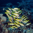 Yellowfin Goatfish