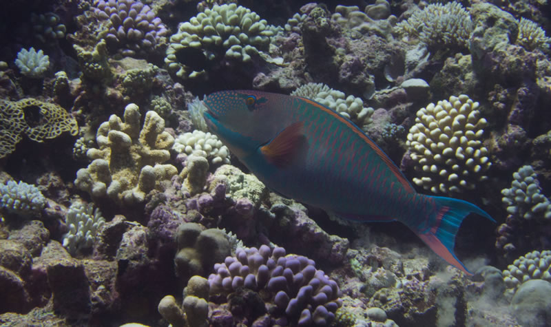 Bicolor Parrotfish (Cetoscarus bicolor).