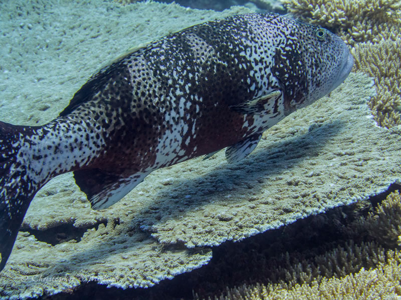 Coral trout grouper (Plectropomus laevis).