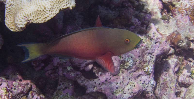 Female roundhead parrotfish (Chlorous strongycephalus).