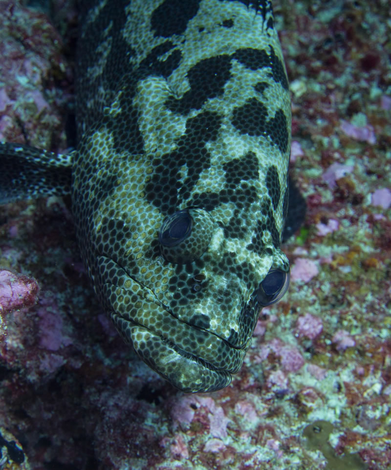 Marbled grouper (Dermatolepis inermis).