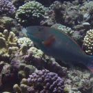 Bicolor Parrotfish (Cetoscarus bicolor).