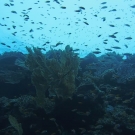 Clouds of anthias and damsels.