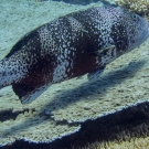 Coral trout grouper (Plectropomus laevis).