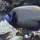 Emporer angelfish (Pomacanthus imperator).