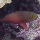 Female roundhead parrotfish (Chlorous strongycephalus).