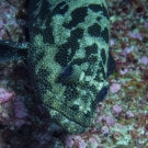 Marbled grouper (Dermatolepis inermis).