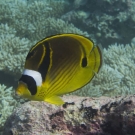 Racoon butterflyfish (Chaetodon lunula).