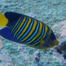 Regal angelfish (Pygoplites diacanthus).