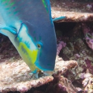 Roundhead parrotfish (Chlororus strongycephalus).
