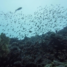 Variety of anthias, damsels, and fusiliers.