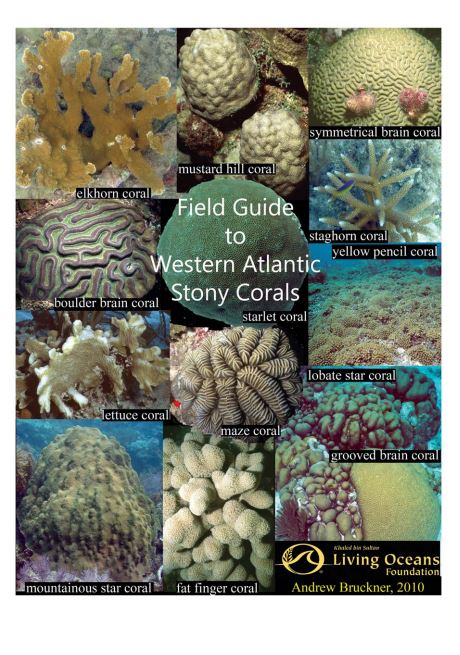 How Do Coral Reefs Form: Corals Tutorial