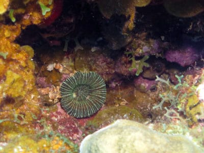 Scolymia cubensis, about 3cm in diameter