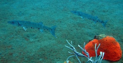 Two barracuda