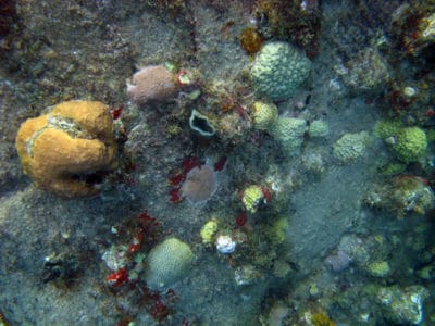 Stony corals growing on volcanic boulders