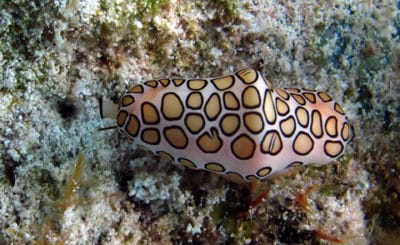 Flamingo tongue (Cyphoma gibbosum)