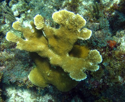 A surviving colony of elkhorn coral