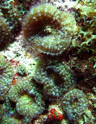 False corals are a rare find on the St. Kitts and Nevis reefs.
