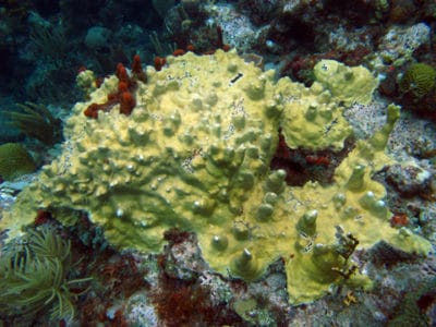 Fire coral (Millepora complenata) encrusted on the reef