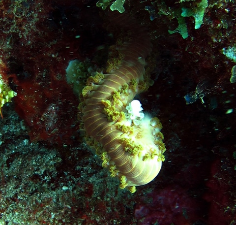 Staghorn Coral (Acropora cervicornis)